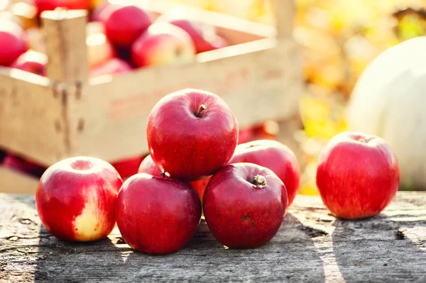 El grupo rojo de manzanas forma la cosecha dorada de otoño. Frutas orgánicas y fondo de otoño colorido — Foto de Stock