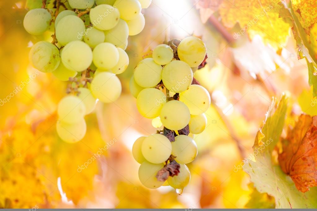 Yellow grapes from vineyard at sunset in autumn harvest season — Stock