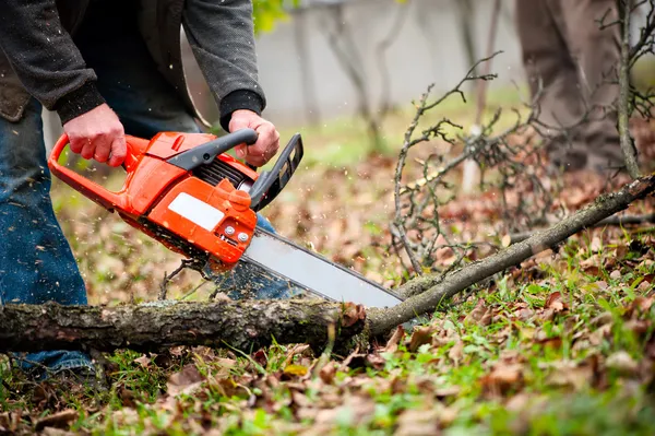 Man med bensin powered chainsaw skära ved från träd — Stockfoto