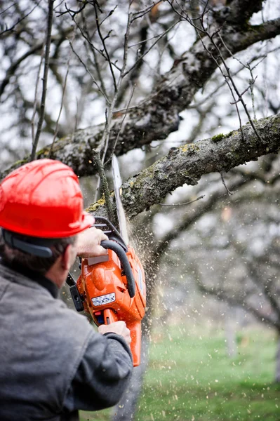 Adult cutting trees with chainsaw and tools — Stock Photo, Image