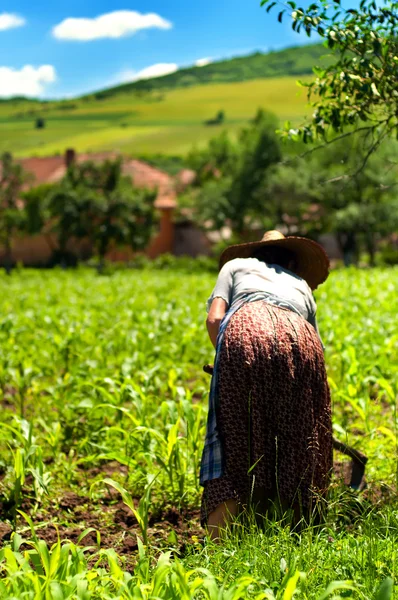 Стара жінка фермер працює на кукурудзяних полях — стокове фото