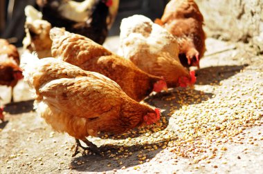 Birkaç kırmızı, kırsal bölgede Mısır yeme çiftlik tavukları