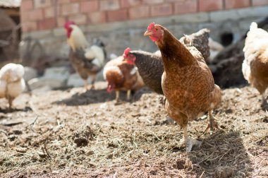 zelfstandige rood, boerderij kip op zoek naar camera, terwijl andere kippen en een haan eten in achtergrond
