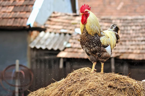 Retrato de un gallo orgulloso, colorido y doméstico sobre un montón de heno con muchos bichos alrededor — Foto de Stock