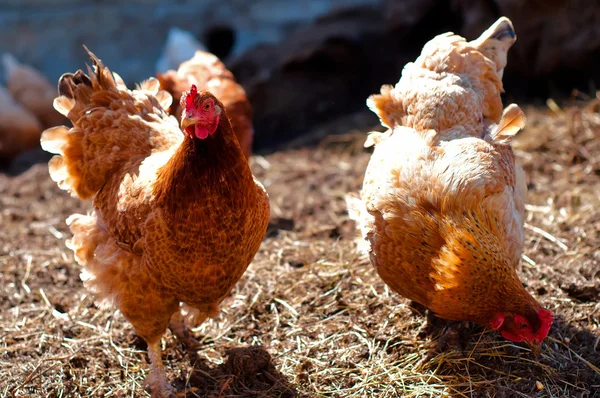 Twee rood, vet, boerderij kuikens op zoek rond voor de menselijke voeding op het platteland — Stockfoto