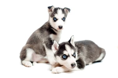 iki sevimli, 4 haftalık Sibirya husky yavruları