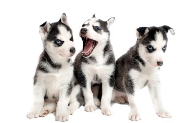 uykulu 5 hafta eski Sibirya yavruları üzerinde beyaz izole.