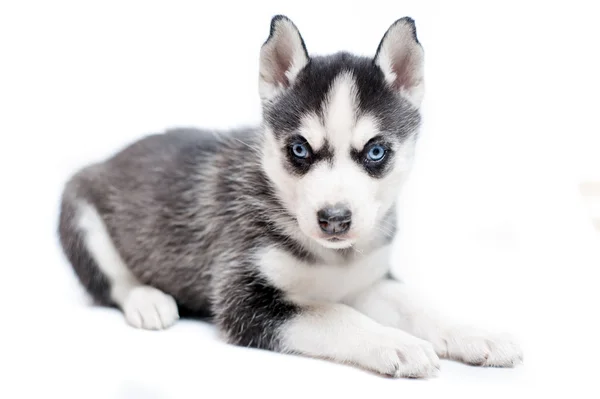 Schläfriger sibirischer Husky-Welpe isoliert auf weiß — Stockfoto