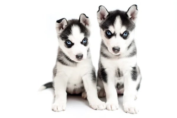 Filhotes de cachorro muito jovens husky no fundo branco — Fotografia de Stock