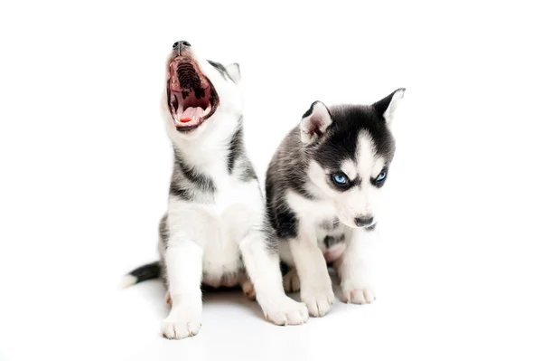 Sleepy lindo perrito husky en blanco — Foto de Stock