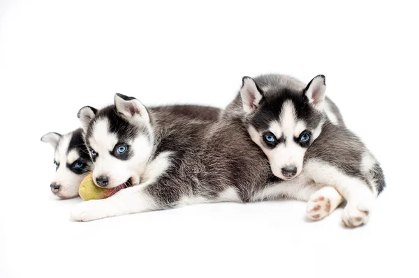 4 weeks old siberian husky puppies or cubs sleeping — Stock Photo, Image