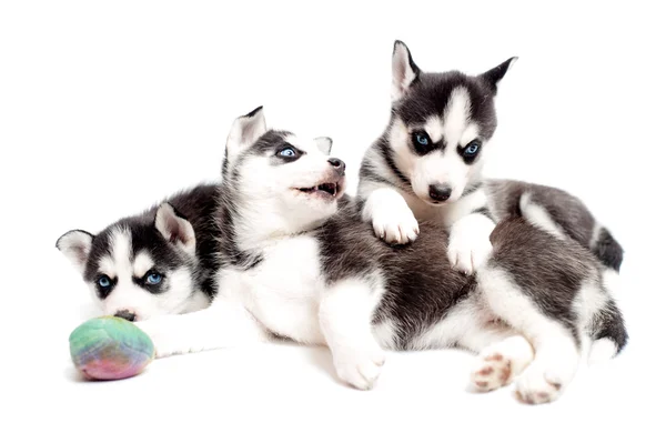 Husky cachorros o cachorros husky siberianos jugando en estudio aislado —  Fotos de Stock