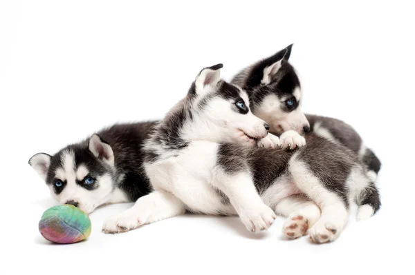 Tres cachorros husky jugando con una pelota en el estudio —  Fotos de Stock