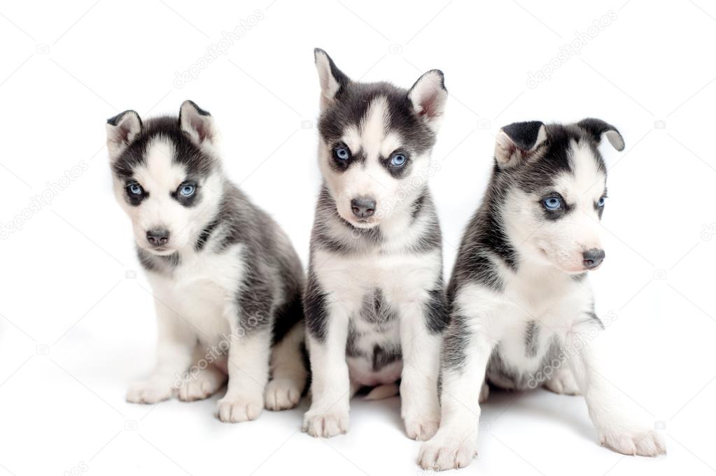 Three playful siberian husky puppies