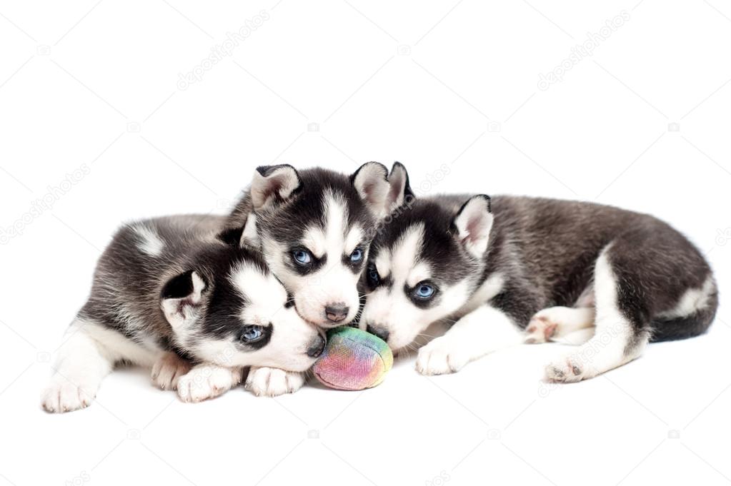 Three siberian husky puppies playing with a ball
