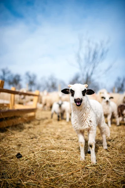 Zvědavý malé jehně zpěvu v místní farmě — Stock fotografie