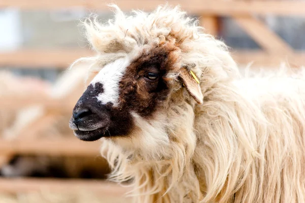 Contryside rolnictwa - szczegół owiec w gospodarstwie w miasteczku — Zdjęcie stockowe