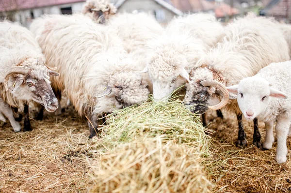 Cordeiros e ovelhas que comem grama na fazenda — Fotografia de Stock