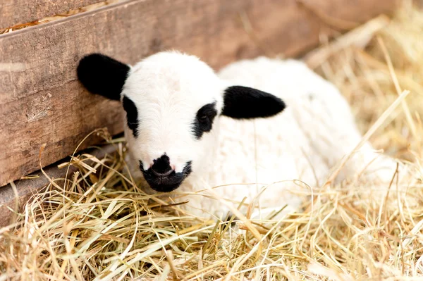 Lindo cordero doméstico de granja durmiendo en heno — Foto de Stock