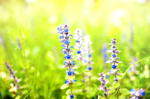 Primer plano de flores azules que florecen en el jardín con fondo verde de primavera —  Fotos de Stock