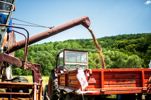 Mietitrebbie industriali che scaricano colture di frumento in rimorchio — Foto Stock