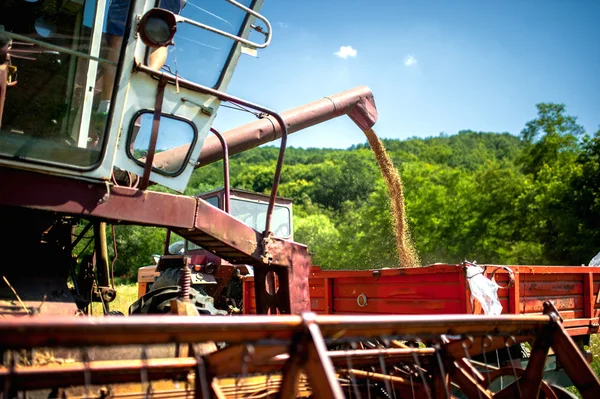 Industriella skördetröska lossar vetekorn i traktor släpvagn — Stockfoto