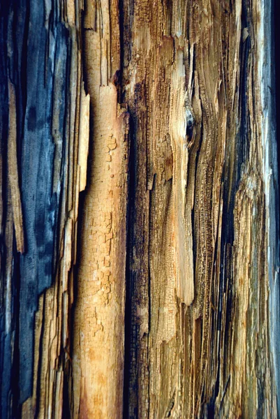 Wood background, bark — Stock Photo, Image