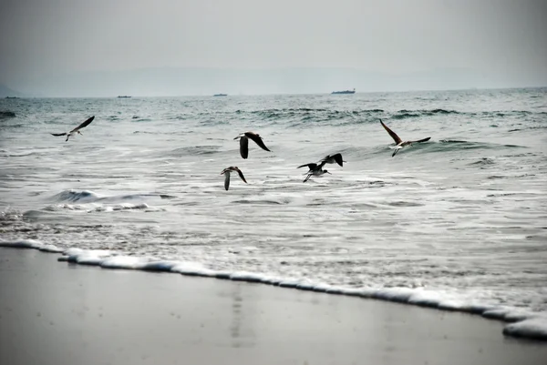 Möwen fliegen über den Ozean — Stockfoto