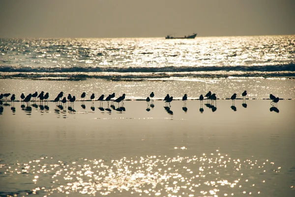 Malé ptáky na pláži při západu slunce — Stock fotografie