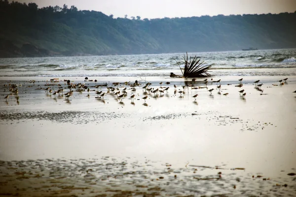 Small birds on the beach — Stock Photo, Image