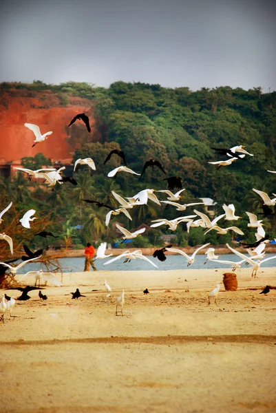 Ein Schwarm Vögel fliegt am Strand davon — Stockfoto