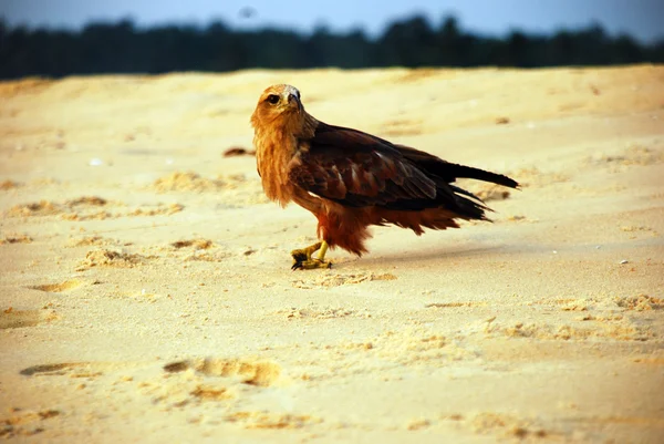 Falcon on the beach — Stock Photo, Image