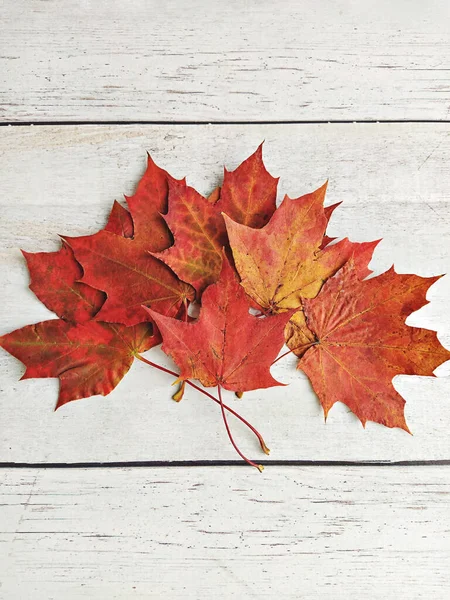 白のヴィンテージ素朴な背景に赤い乾燥メープルリーフブーケ。植物秋の招待テンプレート — ストック写真