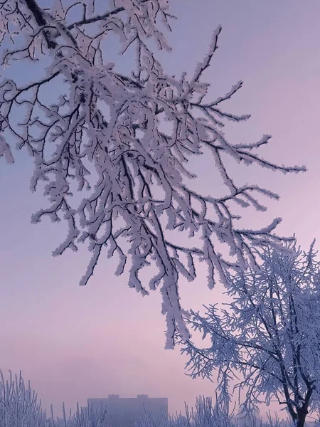 Κλαδιά καλυμμένα με χιόνι σε παγετό. Χαμηλή γωνία άποψη των κλαδιών δέντρων που καλύπτονται με χιόνι κατά ροζ ουρανό ηλιοβασιλέματος. — Φωτογραφία Αρχείου