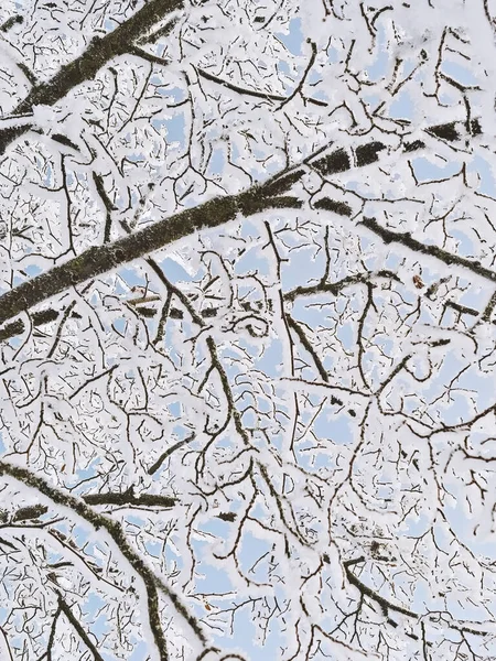 Ramos de árvores cobertas de neve em geada. Visão de baixo ângulo de galhos de árvore na neve contra o céu azul. — Fotografia de Stock