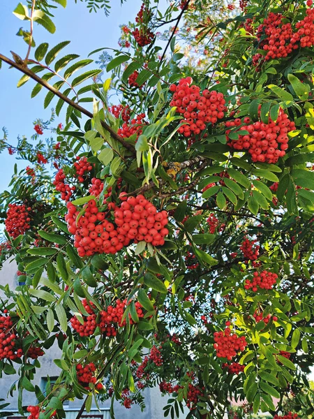 Bunches of ripe rowan berries on branches of rowan tree on sunny day. Rowan berries are used in traditional medicine and cooking