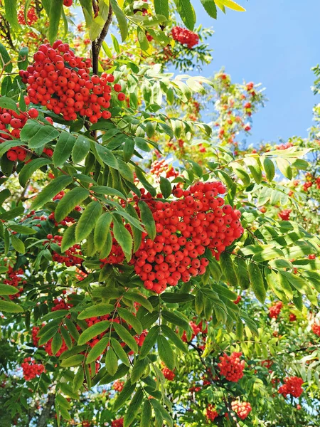 Bunches of ripe rowan berries on branches of rowan tree on sunny day. Rowan berries are used in traditional medicine and cooking