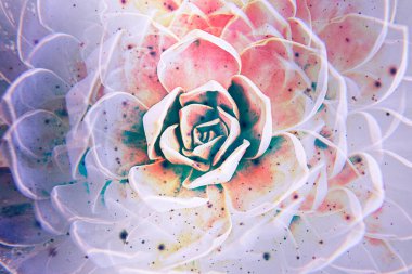 Beyaz Meksika Gülü gibi sulu bitkilerle donatılmış sanatsal çiçek arkaplanı. Film arızaları ile soldurma kipi renkleri