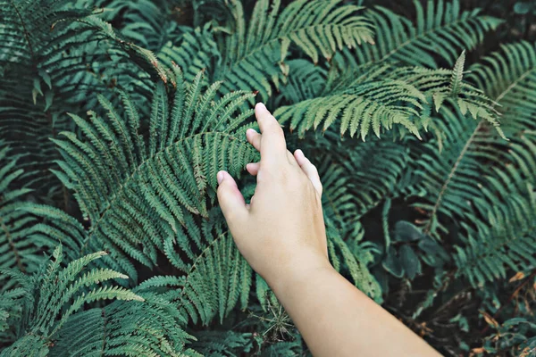 Connecting Nature Womans Hand Gently Touches Green Leaves Fern Wellbeing — Fotografia de Stock