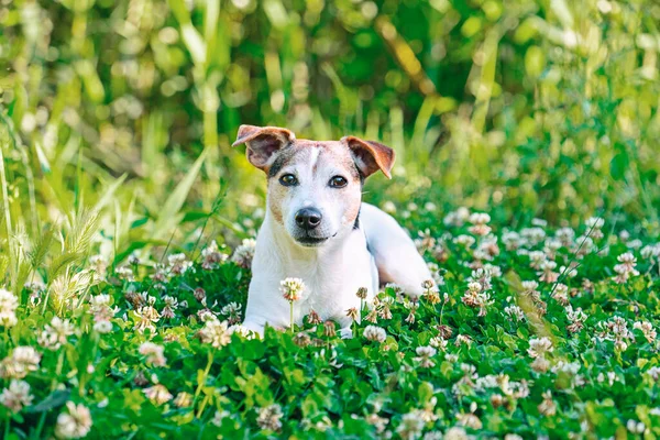 Senior dog in green clover grass enjoying of walk, summertime concept, portrait, looking at camera