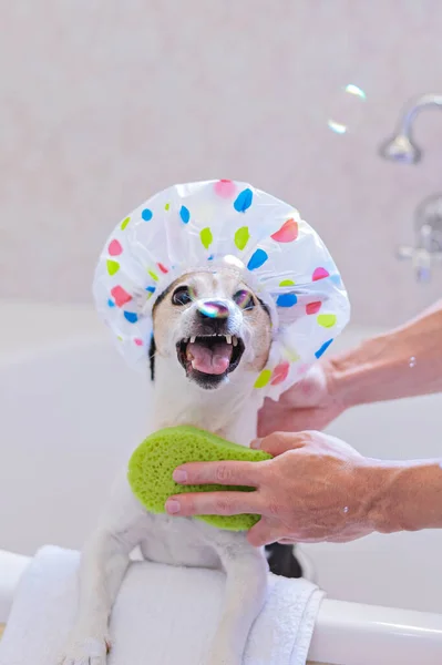 Portrait Dog Shower Cap Having Fun Soap Bubbles Bathroom — Fotografia de Stock