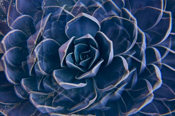 바위를 클로즈업해서 White Mexican Rose Closeup Top View Macro Shot — 스톡 사진