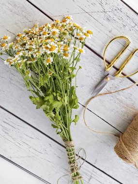 Papatya tohumu hasadı ve kurutma hazırlığı. Sağlıklı papatya çayı yapmak için kurutulmuş otlar ve çiçekler.
