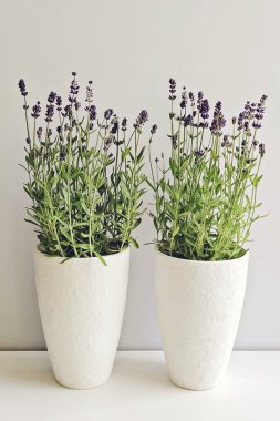 Pencerenin önündeki arka planda çiçek açan lavantalı iki beyaz tencere.