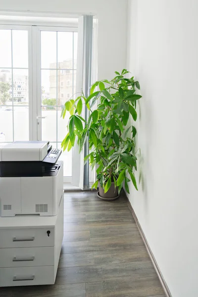 Contemporary Office Green Houseplant White Background Decorative Design Room Interior — Stok Foto