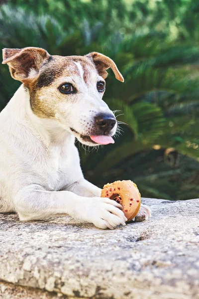 Closeup Portrait Dog Dogs Donut Treat Green Leaves Background Park — Fotografia de Stock