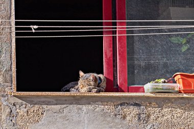 Tabby cat sleeping on windowsill and sunbathe during quarantine of coronavirus. Stay home and stay safe concept