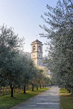 Beautiful olive groves in an ancient in Abbey of Piona in early morning, Italy
