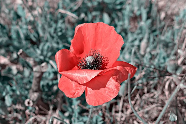 Closeup View Wild Blooming Poppy Flowers Natural Meadow Pastel Toned — 스톡 사진