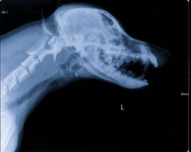 Köpek kafatası ve boynun açık ağızlı röntgen görüntüsü. Kafatası, dişler ve nefes borusu. Yan görünüm